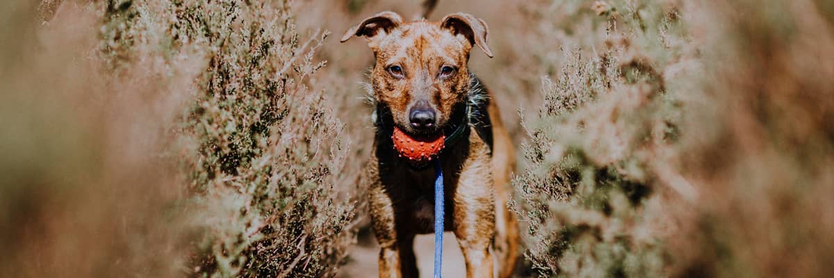 The Pet Walk